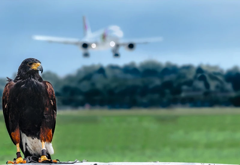 Bird strike avoidance strategies