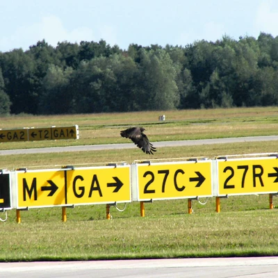 **Natürliche Feinde schützen vor Vogelschlag:** Um Flughäfen für Vögel unattraktiv zu machen, engagieren die Betreiber oftmals Falkner. Diese bringen speziell ausgebildete Greifvögel mit, die auf dem Gelände jagen.